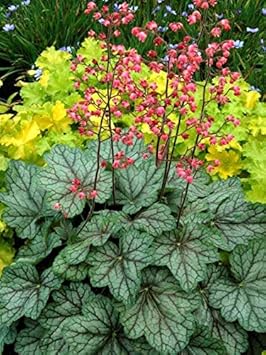 Green Heuchera Heuchera sanguinea seeds for planting in shaded garden